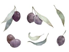 Olives watercolor illustration isolated on a white background. Set of traced watercolor paintings of black olives with leaves. vector