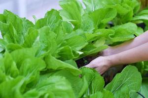 organic vegetable farm. healthy eating concept photo