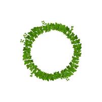 Green ivy or jungle lianas leaves circle frame vector