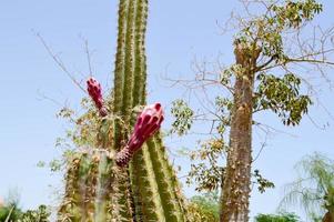 la textura de un verde espinoso natural mexicano caliente fresco fuerte hermoso desierto cactus con espinas y arena. el fondo