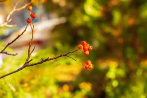 Autumn hawthorn branch with red berries and yellow green leaves on a blury background. Autumn leaf color background. photo