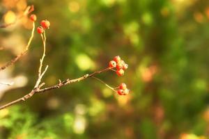 Autumn hawthorn branch with red berries and yellow green leaves on a blury background. Autumn leaf color background. photo