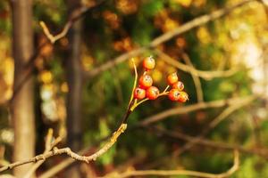 Autumn hawthorn branch with red berries and yellow green leaves on a blury background. Autumn leaf color background. photo