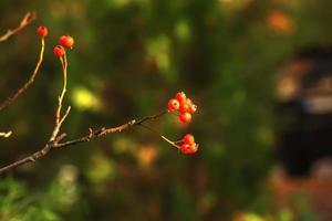 Autumn hawthorn branch with red berries and yellow green leaves on a blury background. Autumn leaf color background. photo