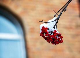 Red rowan berries in the snow on a city background. Freezing. Beautiful winter. photo