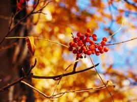 bayas rojas de serbal en un árbol de otoño. ramas de serbal con hojas rojas y bayas. cosecha de serbal en otoño foto
