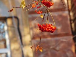 Red rowan berries on an autumn tree. Rowan branches with red leaves and berries. Rowan harvest in autumn photo