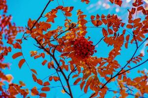 Red rowan berries on an autumn tree. Rowan branches with red leaves and berries. Rowan harvest in autumn photo