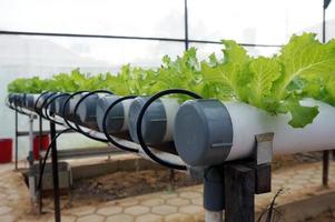 sistema hidropónico con solución de fertilizante líquido en agua sin suelo en una granja hidropónica de invernadero. foto