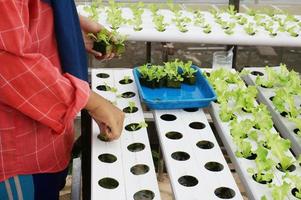 Activity of moving vegetable seeds into hydroponic pipes, Selective Focus photo