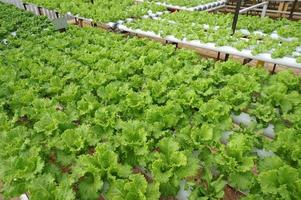 granja de cultivo de vegetales hidropónicos orgánicos, enfoque selectivo.