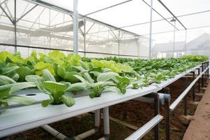 granja de cultivo de vegetales hidropónicos orgánicos, enfoque selectivo. foto