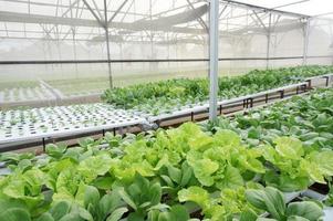 Organic hydroponic vegetable cultivation farm, Selective Focus. photo