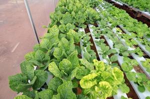 Organic hydroponic vegetable cultivation farm, Selective Focus. photo