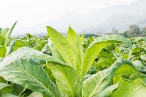 cerrar nicotiana tabacum foto