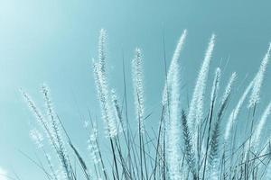 Feather grass in nature photo