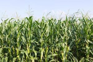 Closeup Corn on the stalk photo