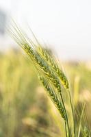 grano de cebada cereal resistente que crece en el campo foto