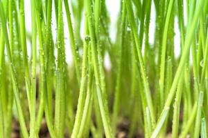 cerca de hierba verde con gota de lluvia foto