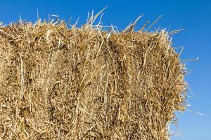 Field with bales of hay photo