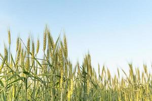 Cerrar imagen arriba de granos de cebada creciendo en un campo foto