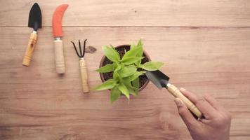 Draufsicht mit einer kleinen Handschaufel für eine Topfpflanze