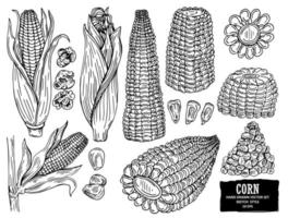 Hand drawn vegetable set of corn cobs and grain. Vegetable isolated on white background with label. Design for shop, market, book, menu, banner. Outline ink slyle sketch. Vector coloring illustration.