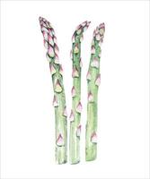 Asparagus painted in watercolor.Healthy vegan food.Salad ingredient.Vegetables, raw materials for cooking. vector