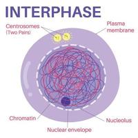 Interphase is the portion of the cell cycle. vector