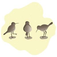 three kiwi birds on a light background