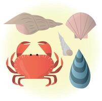 marine collection in the form of a crab and several shells vector