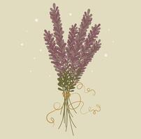 delicate fragrant lavender tied with a thin rope vector