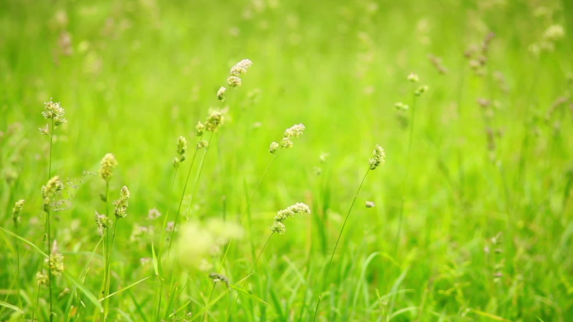 close up of grass staggers 14049787 Stock Video at Vecteezy