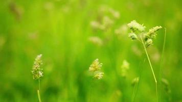 close up of grass staggers video