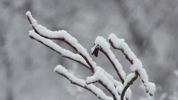 arbres dans la neige, heure d'hiver video