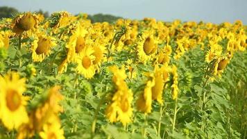 campos de girasoles en un día soleado video