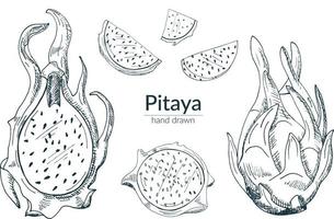 Pitaya whole, cut, half. A set of isolated elements in monochrome. Vector illustration, sketch.