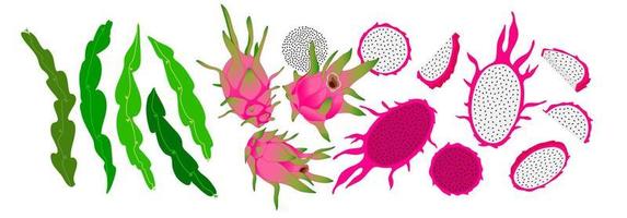 Dragon fruits, pitaya slices, cactus leaves and seeds set. Hand drawn graphic summer collection. Healthy food elements. vector