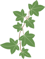 Simplicity ivy freehand drawing png