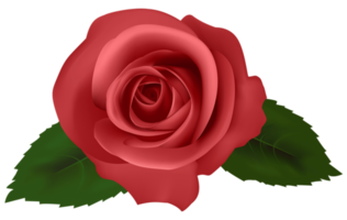 rosa flor vermelha transparente png