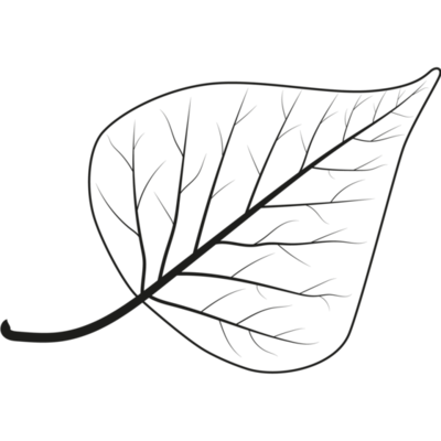 Leaf Outline PNGs for Free Download
