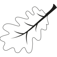 quercia foglia. schema illustrazione di quercia foglia png