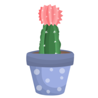 casa impianti cactus nel pentole con fiori