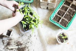 siembra de plantas de bebé, bandejas de agujeros negros para plántulas agrícolas. la siembra de primavera. plántula temprana, cultivada a partir de semillas en cajas en casa en el alféizar de la ventana. concepto. mal cuidado de las plantas, flores secas foto