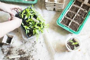 Baby plants seeding, black hole trays for agricultural seedlings.The spring planting. Early seedling , grown from seeds in boxes at home on the windowsill. concept. poor plant care, dried flowers photo