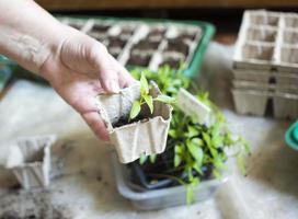 Baby plants seeding, black hole trays for agricultural seedlings.The spring planting. Early seedling , grown from seeds in boxes at home on the windowsill.  poor plant care, dried flowers photo