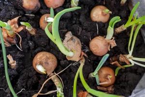 Macro photo of young onion pot in spring