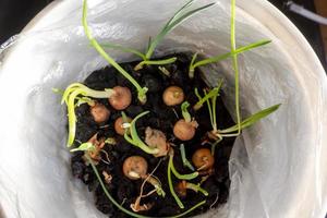 Macro photo of young onion pot in spring