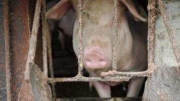een nieuwsgierig varken looks Bij de camera in de buurt een speciaal voeder. video