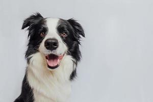 Cute puppy dog border collie with funny face isolated on white background with copy space. Pet dog looking at camera, front view portrait, one animal. Pet care and animals concept.